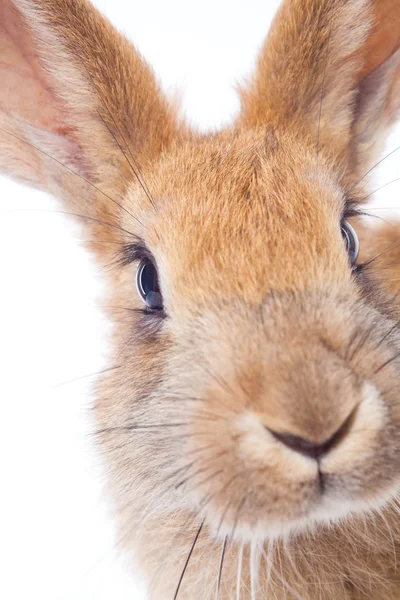Червоний кролика — стокове фото