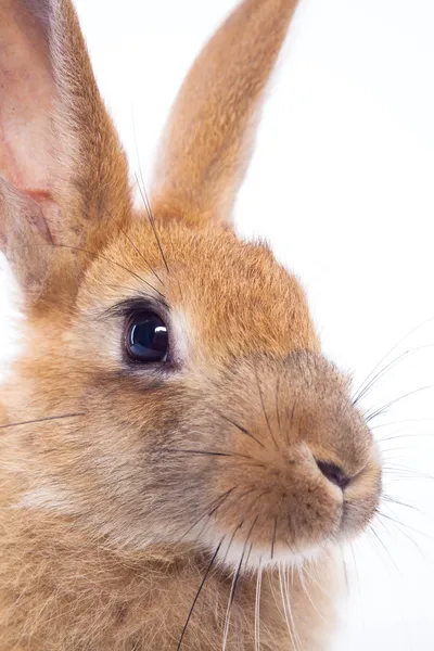 Coniglio rosso — Foto Stock