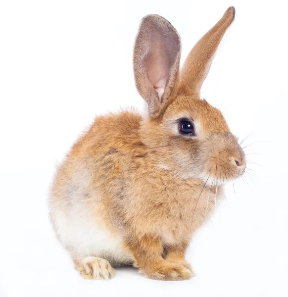 Red rabbit — Stock Photo, Image