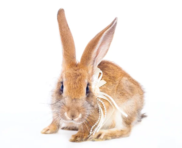 Fiyonklu kırmızı tavşan — Stok fotoğraf