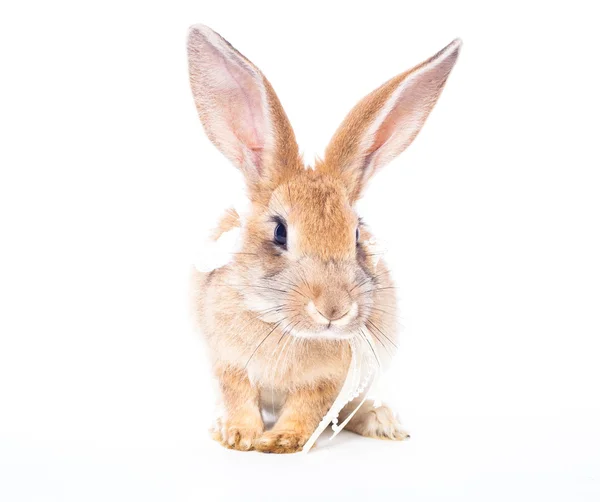 Rotes Kaninchen mit Schleife — Stockfoto