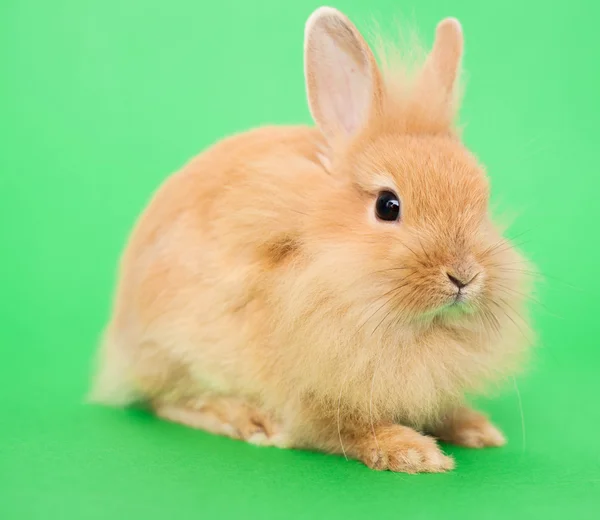 Кролика на зелений — стокове фото