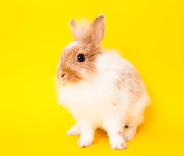 Coniglio su giallo — Foto Stock