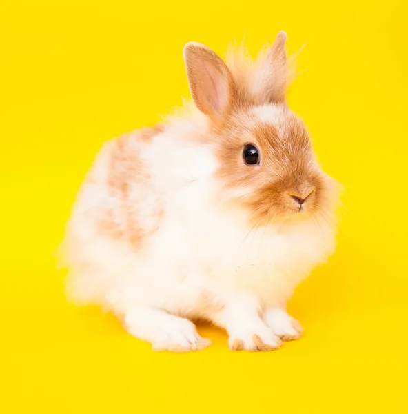 Coniglio su sfondo giallo — Foto Stock