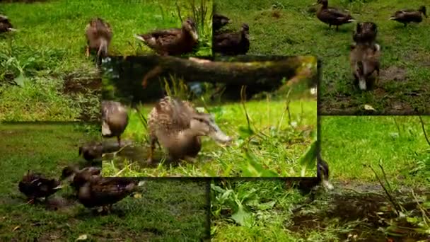 Ördekler çim — Stok video