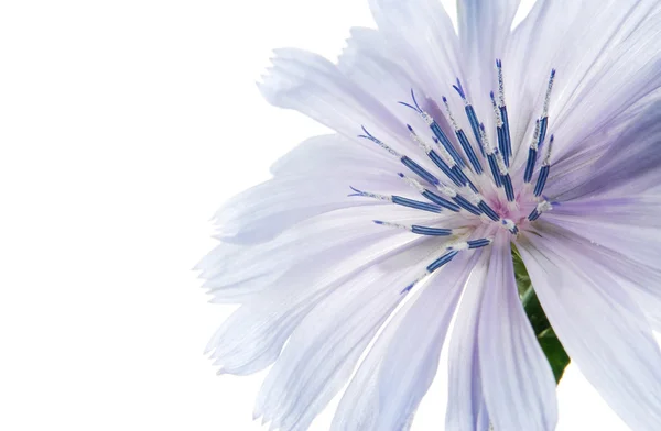 Blaue Blume — Stockfoto