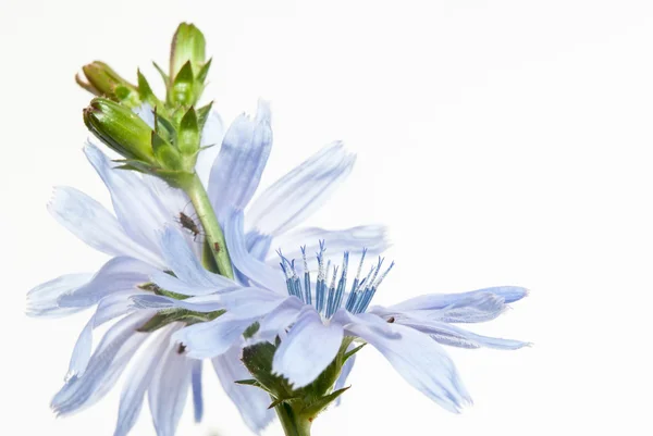 Flor azul — Foto de Stock