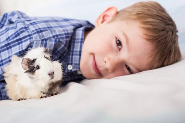 Niño con conejillo de indias —  Fotos de Stock