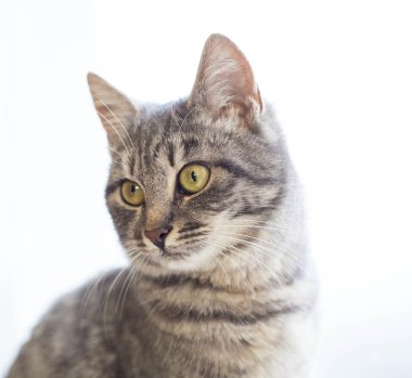 kedi beyaz arkaplanda izole edildi