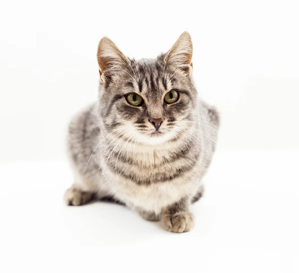 Kočka izolované na bílém pozadí — Stock fotografie