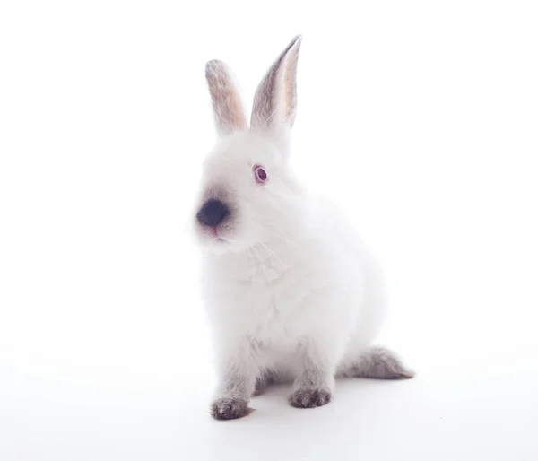 白い背景に隔離されたウサギは — ストック写真