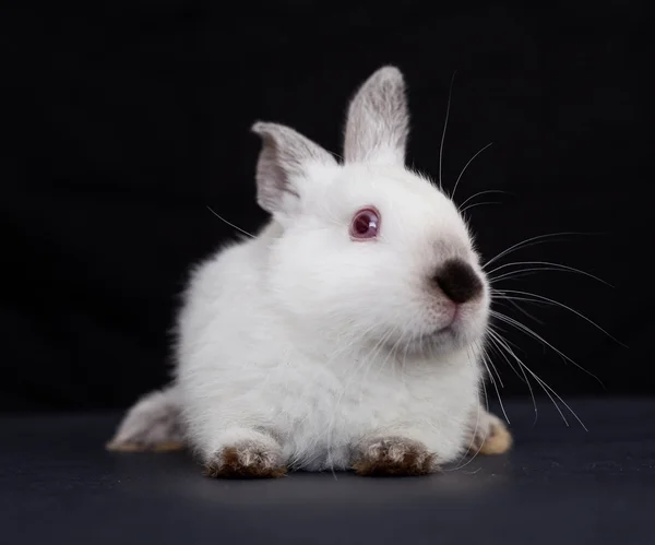 Kaninchen — Stockfoto