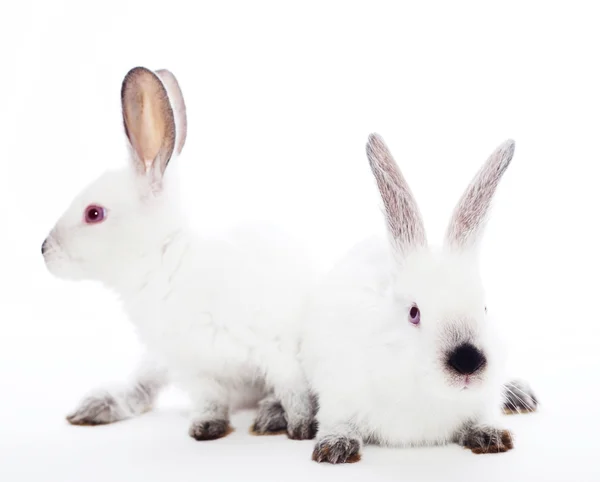 Two rabbits — Stock Photo, Image