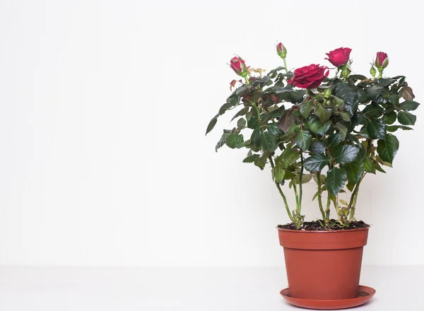 鍋に赤いバラ — ストック写真