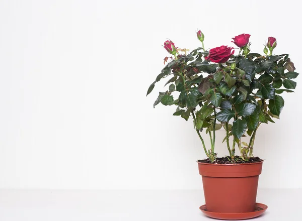 Rosas rojas en la olla — Foto de Stock