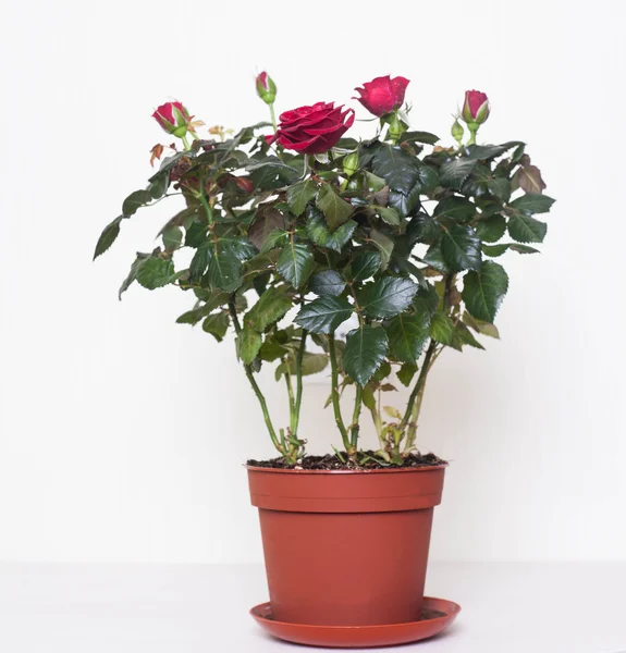 Röda rosor i potten — Stockfoto