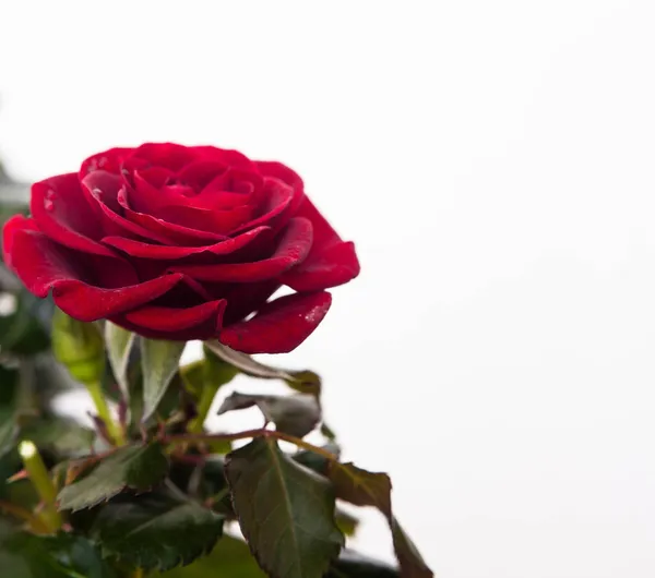 一朵红玫瑰. — 图库照片