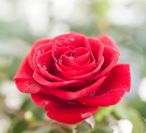 一朵红玫瑰. — 图库照片