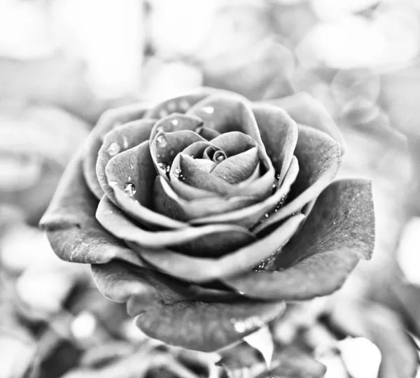Rose in schwarz und weiß — Stockfoto
