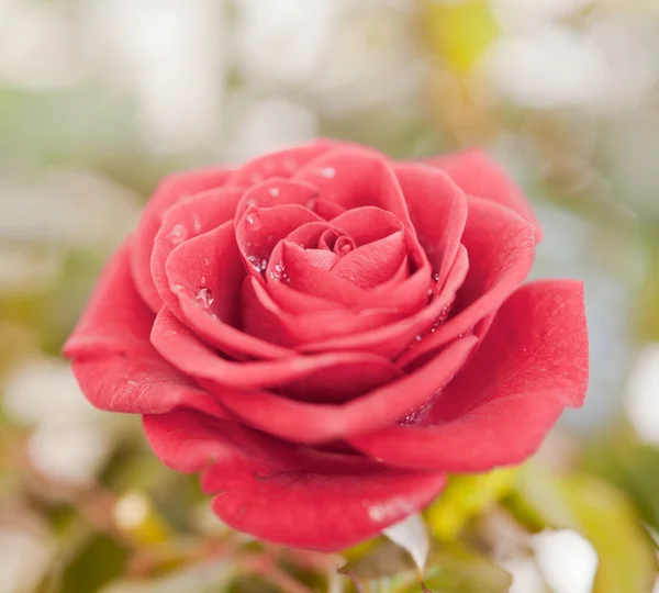 Eine rote Rose. — Stockfoto