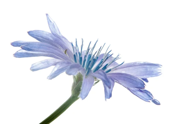 Flor azul — Fotografia de Stock