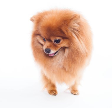 Pomeranya köpeği