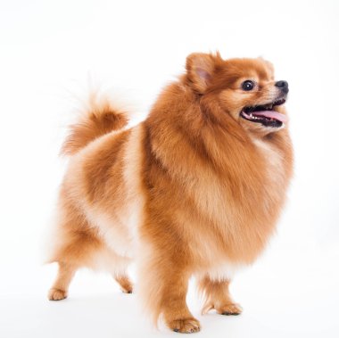 Pomeranya köpeği