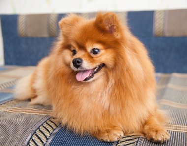 Pomeranya köpeği