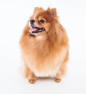 Pomeranya köpeği