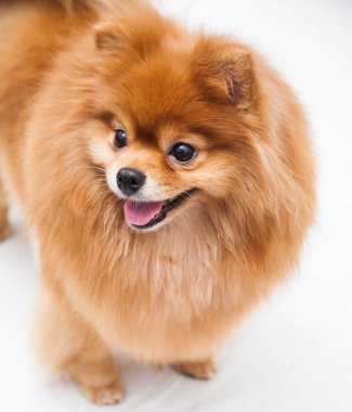 Pomeranya köpeği