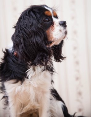 köpek spaniel