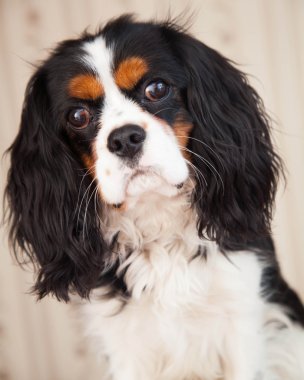 köpek spaniel