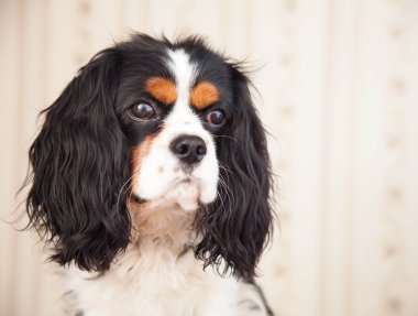 köpek spaniel