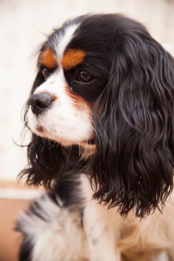 köpek spaniel