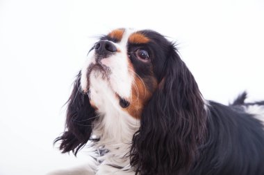 köpek spaniel