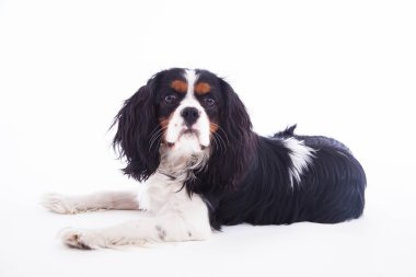 köpek spaniel