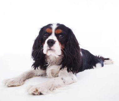 köpek spaniel