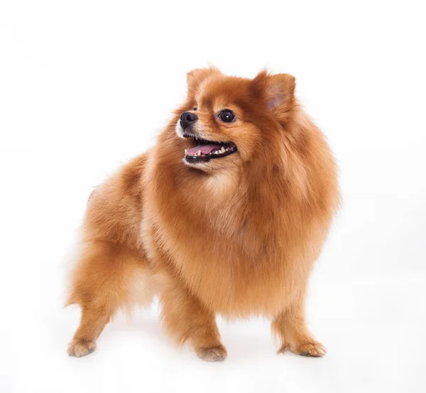 Pomeranian dog — Stock Photo, Image