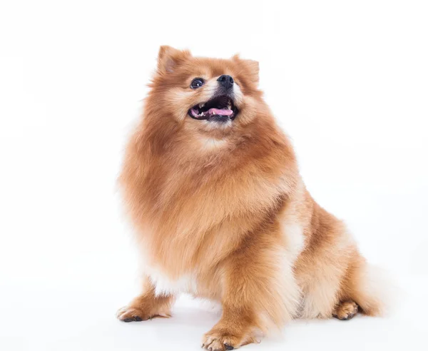 Pomeranian dog — Stock Photo, Image