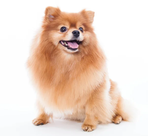 Pomeranian hund — Stockfoto