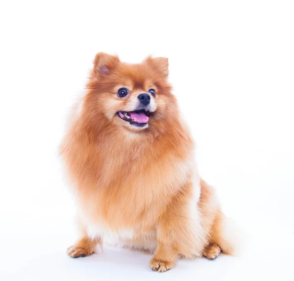 Pomeranian dog — Stock Photo, Image