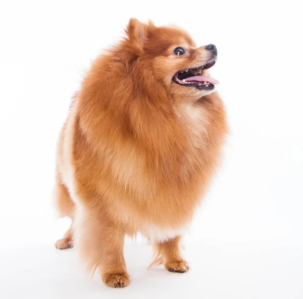 Pomeranian dog — Stock Photo, Image