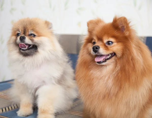 Pomeranian dogs — Stock Photo, Image