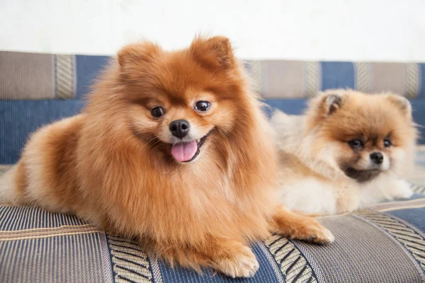 Pomeranian dogs — Stock Photo, Image