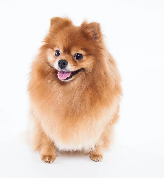 Pomeranian dog — Stock Photo, Image