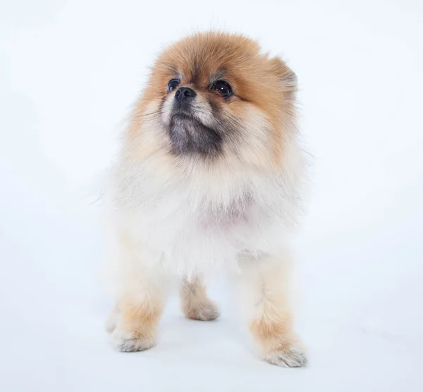 Pomeranian dog — Stock Photo, Image