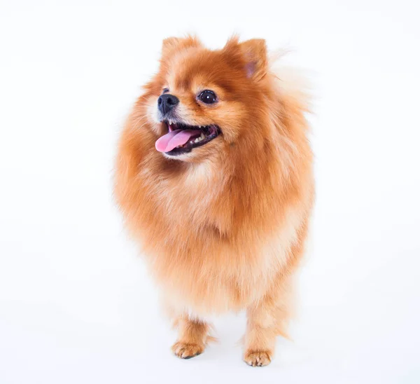 Pomeranian dog — Stock Photo, Image