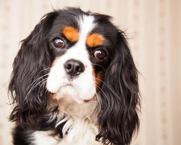 Cão Spaniel — Fotografia de Stock