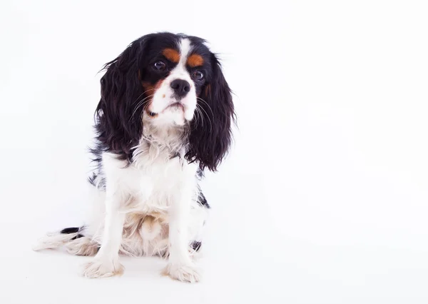 Cão Spaniel — Fotografia de Stock