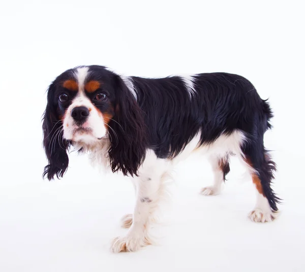 Cão Spaniel — Fotografia de Stock